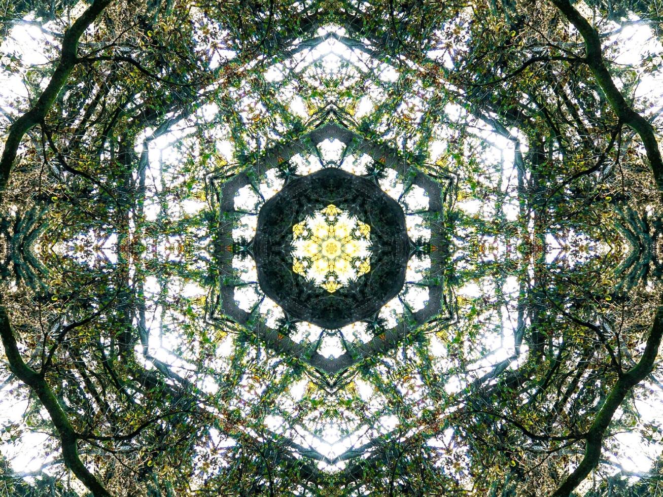 Dark green abstract rectangular background. Dense forest kaleidoscope pattern. Free background. photo
