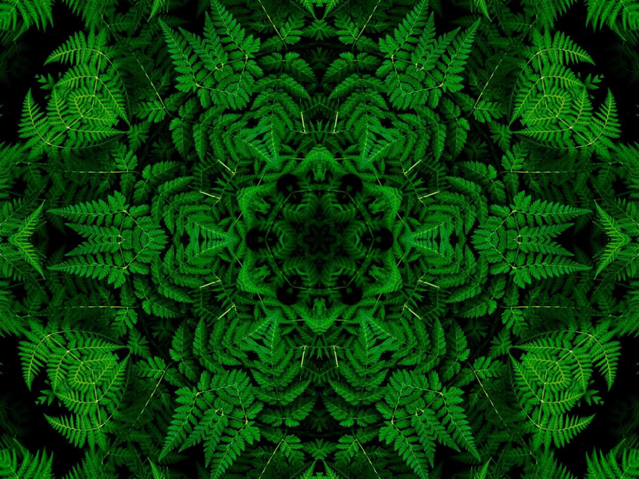 Reflection of leaves abstract background. Green kaleidoscope pattern. Free Photo. photo