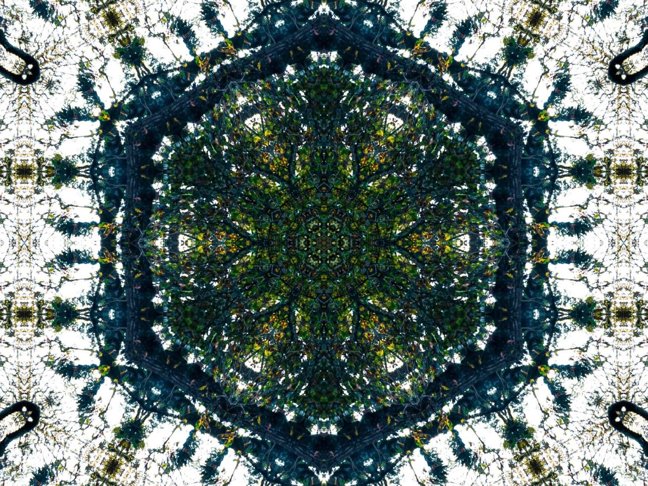 Dark green abstract rectangular background. Dense forest kaleidoscope pattern. Free background. photo