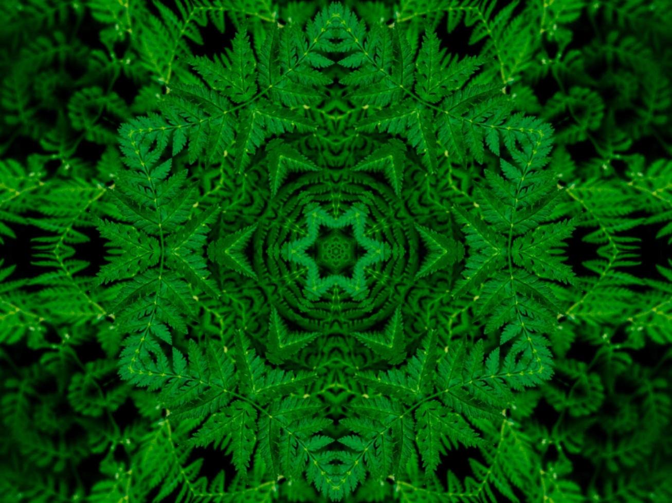 Reflection of leaves abstract background. Green kaleidoscope pattern. Free Photo. photo