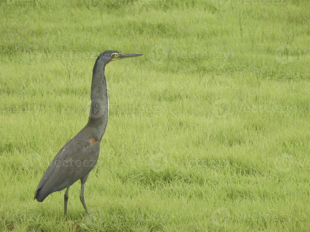 Garza tigre de garganta desnuda foto