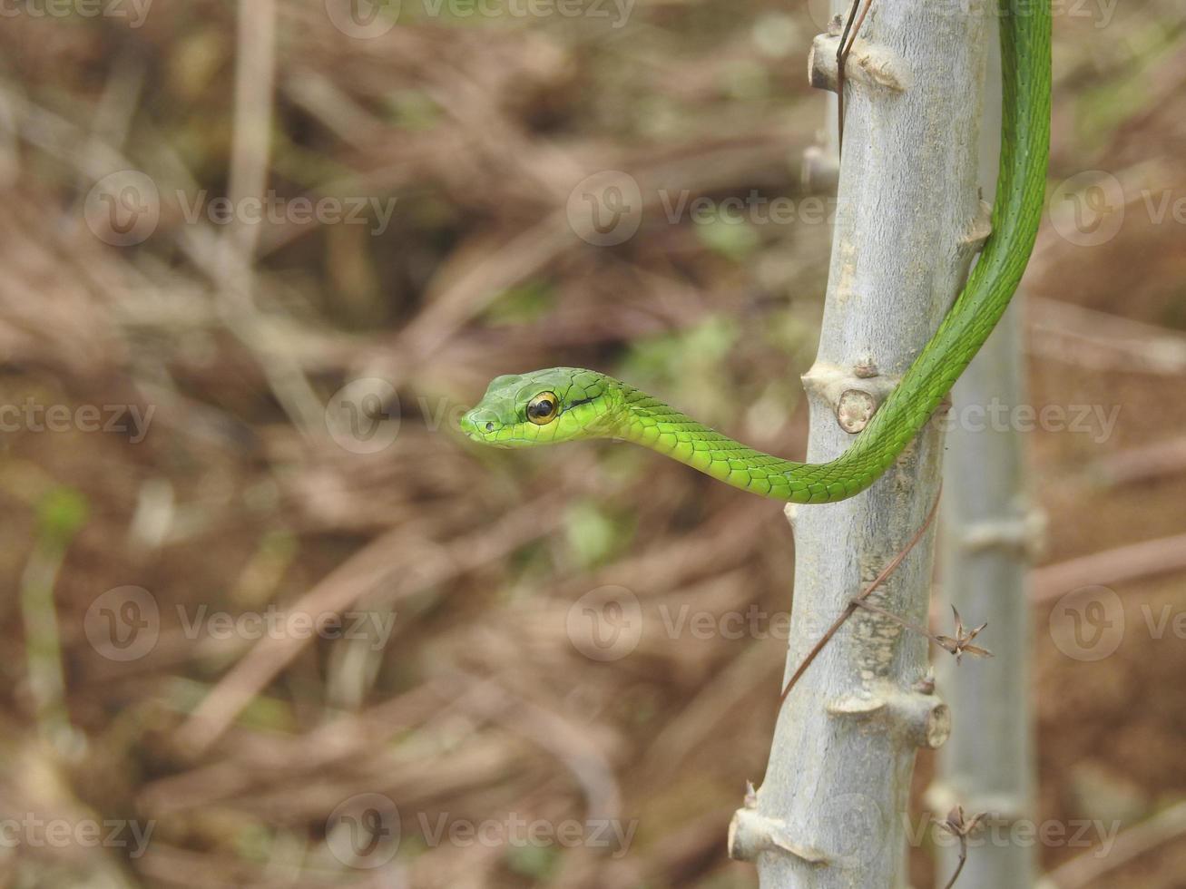 serpiente loro oriental foto