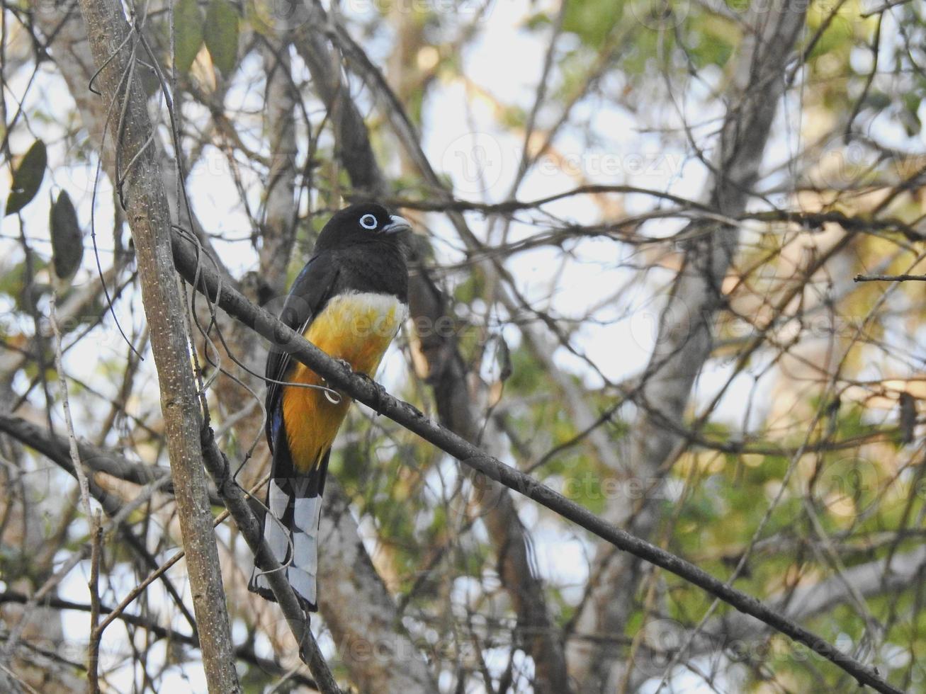 trogón de cabeza negra foto