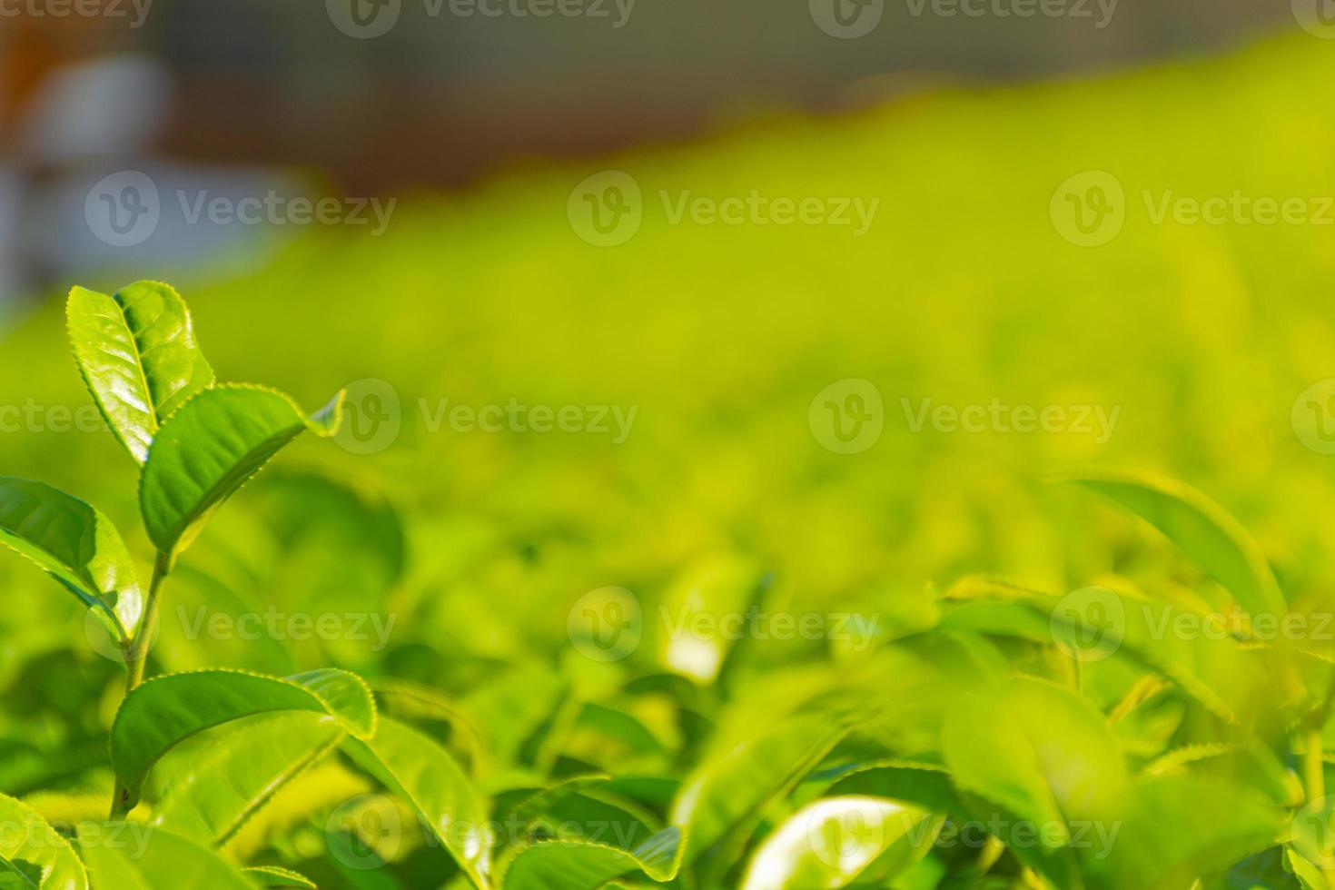 Tea leave in a morning sun light, selective focus photo