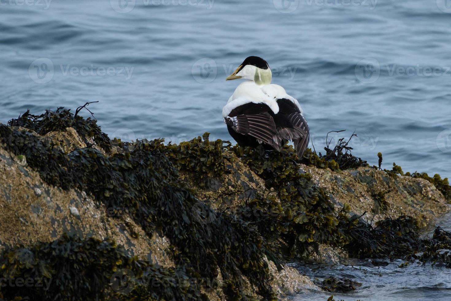 Eider común somateria mollissima punto orlock Irlanda del Norte reino unido foto