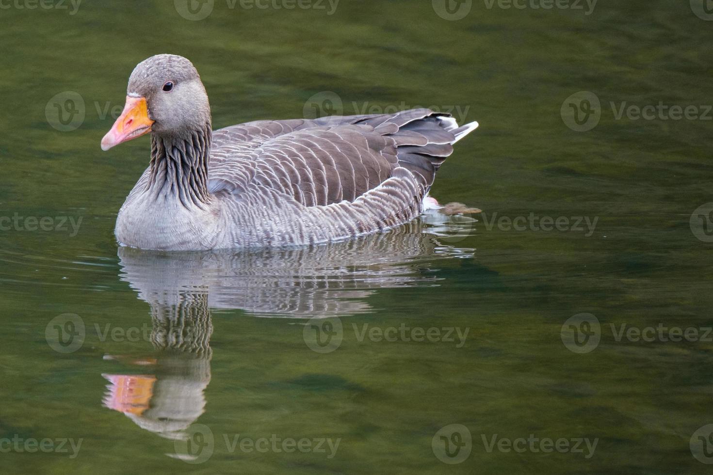 Greylag Goose Anser anser Victoria Park Belfast Northern Ireland UK photo