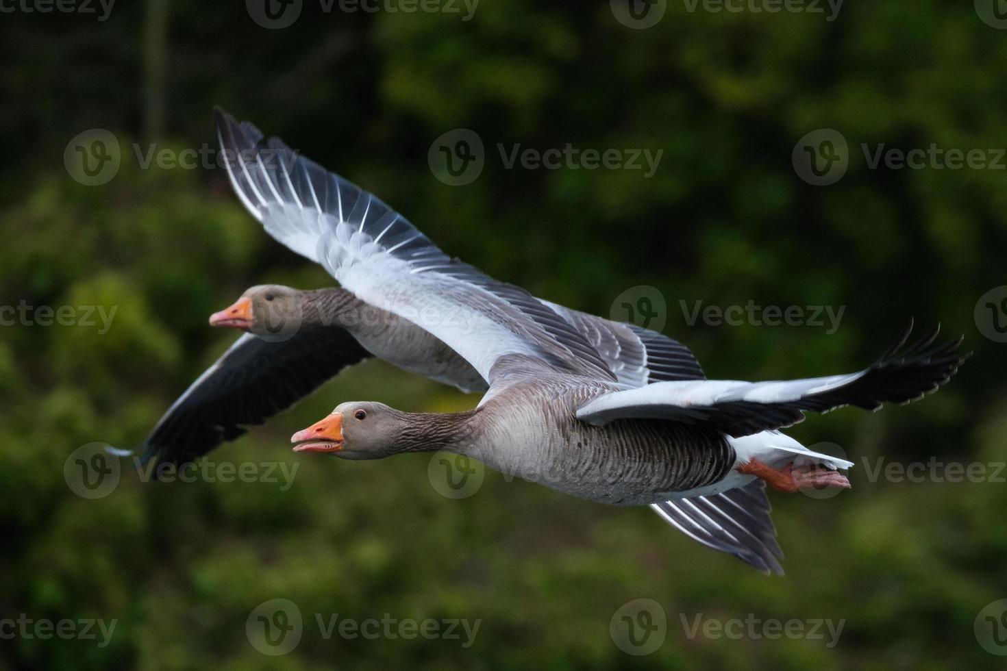 Greylag Goose Anser anser Victoria Park Belfast Northern Ireland UK photo