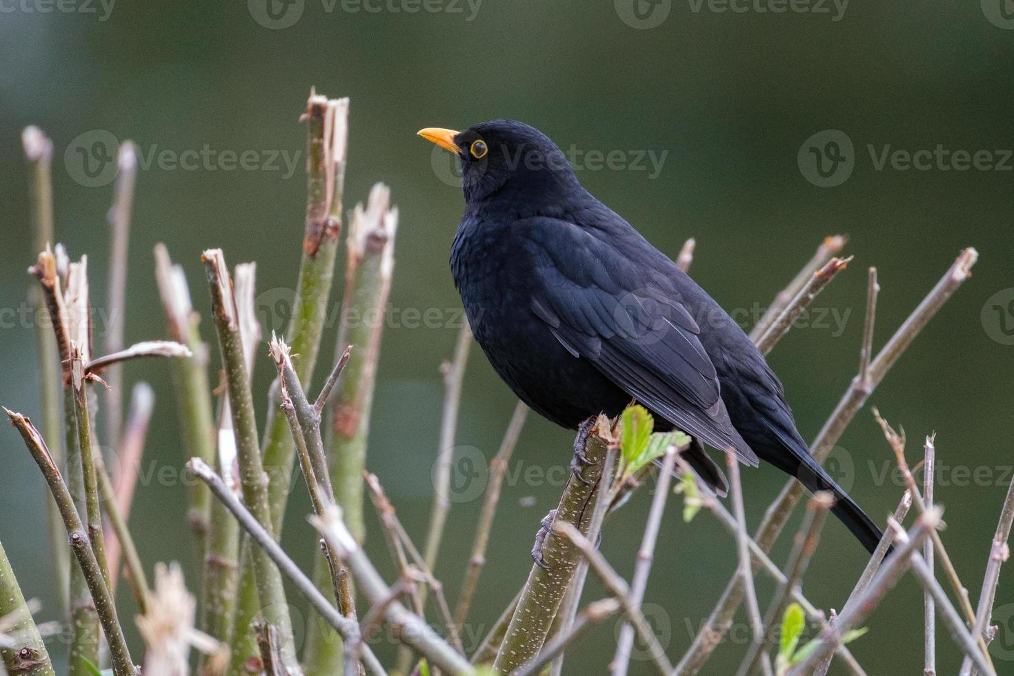 Eurasian Blackbird Turdus merula Victoria Park Belfast Northern Ireland UK photo