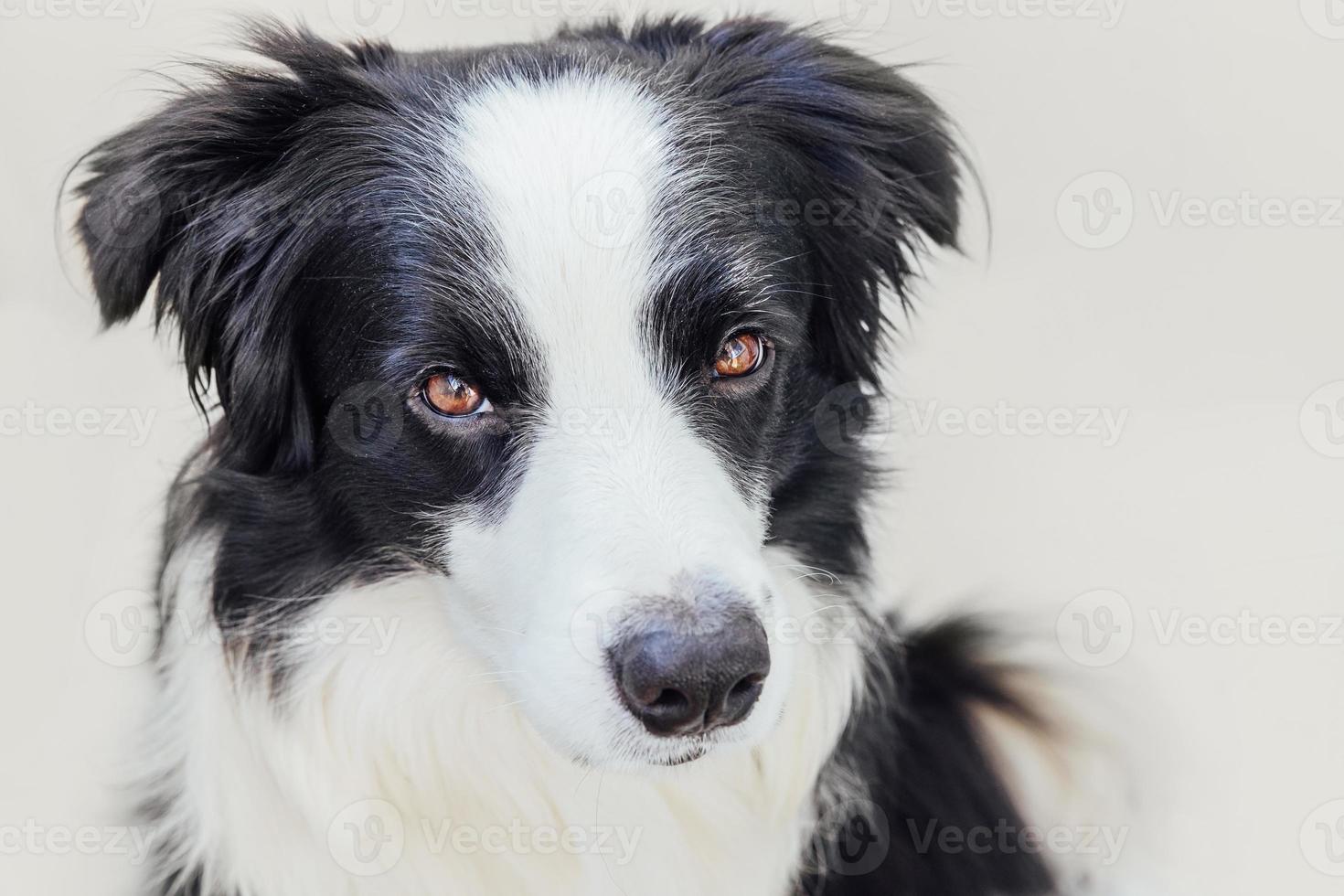 Funny studio portrait of cute smiling puppy dog border collie isolated on white background. New lovely member of family little dog gazing and waiting for reward. Pet care and animals concept. photo