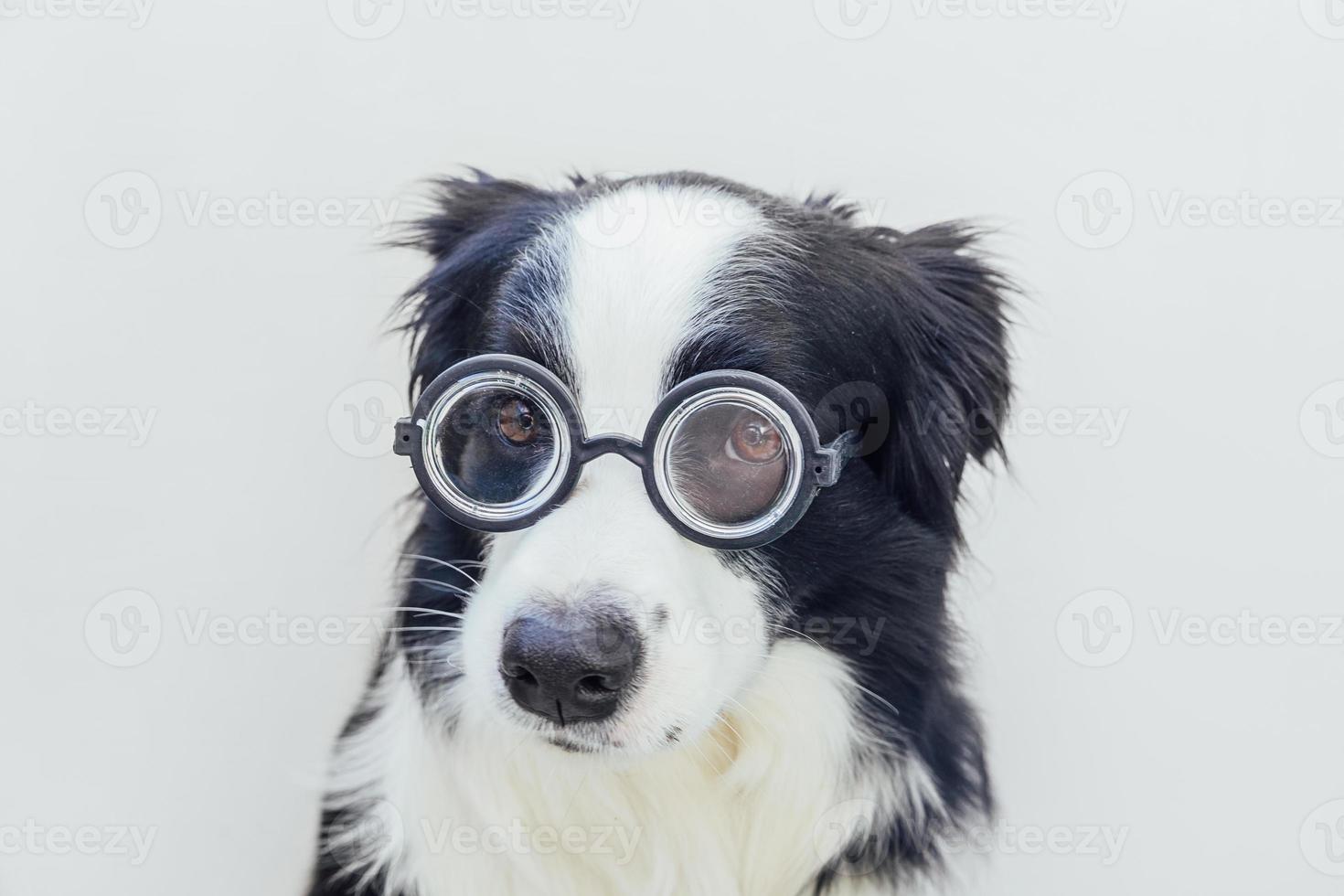 Funny portrait of puppy dog border collie in comical eyeglasses isolated on white background. Little dog gazing in glasses like student professor doctor. Back to school. Cool nerd style. Funny pets. photo