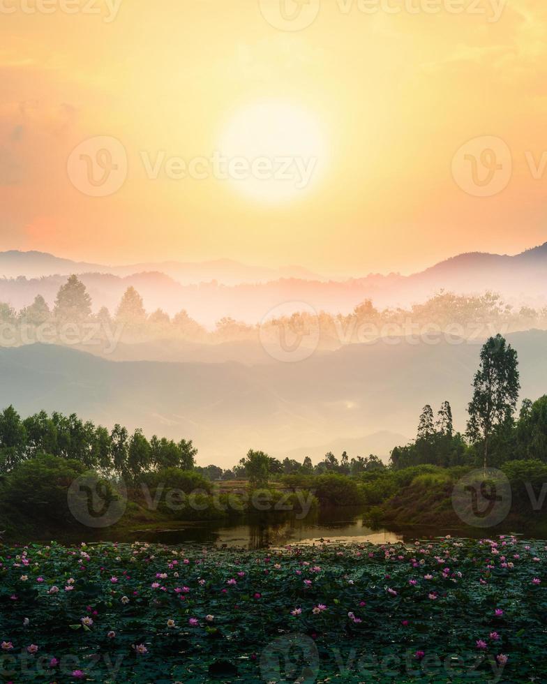 Nature landscape pink lotus or water lily flower in the morning natural background. photo