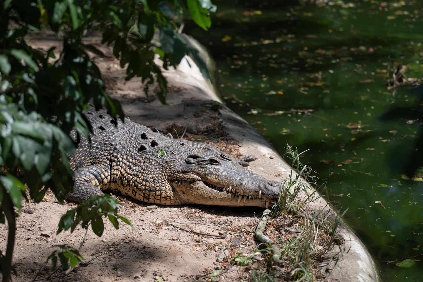 depredador de cocodrilos tomando el sol cerca de un estanque, concepto de conservación de animales y protección de ecosistemas. foto