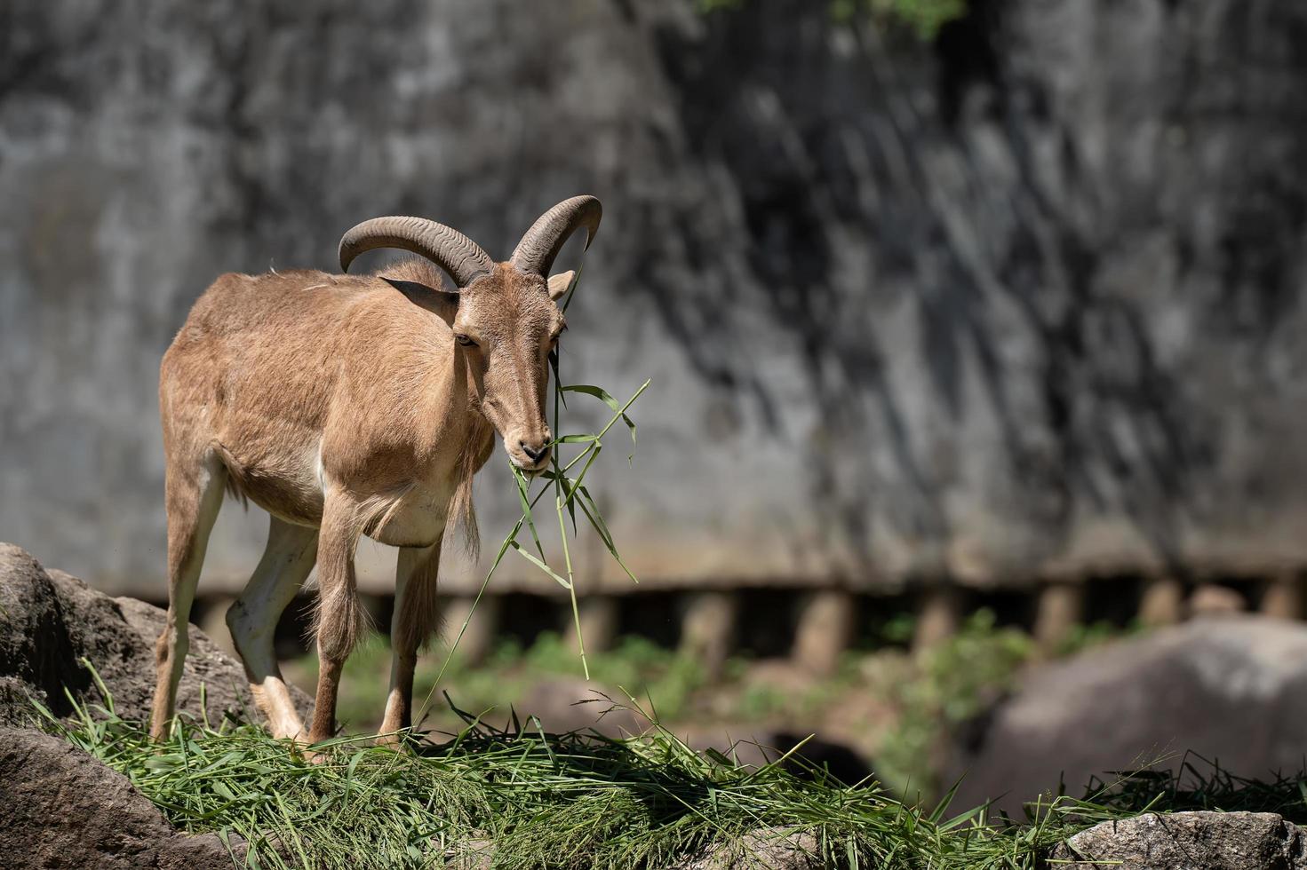 Barbary sheep or Ammotragus lervia  or aoudad  ,brown barbary sheep standing on stone ,Animal conservation and protecting ecosystems concept. photo