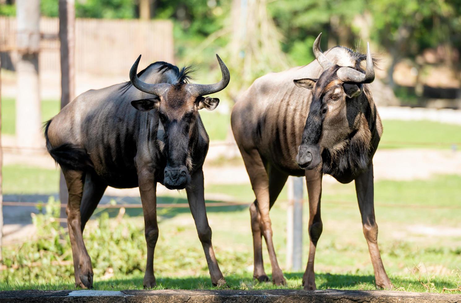 ñu azul, ñu negro se para en la hierba y mira la cámara. concepto de conservación y protección de los ecosistemas animales. foto