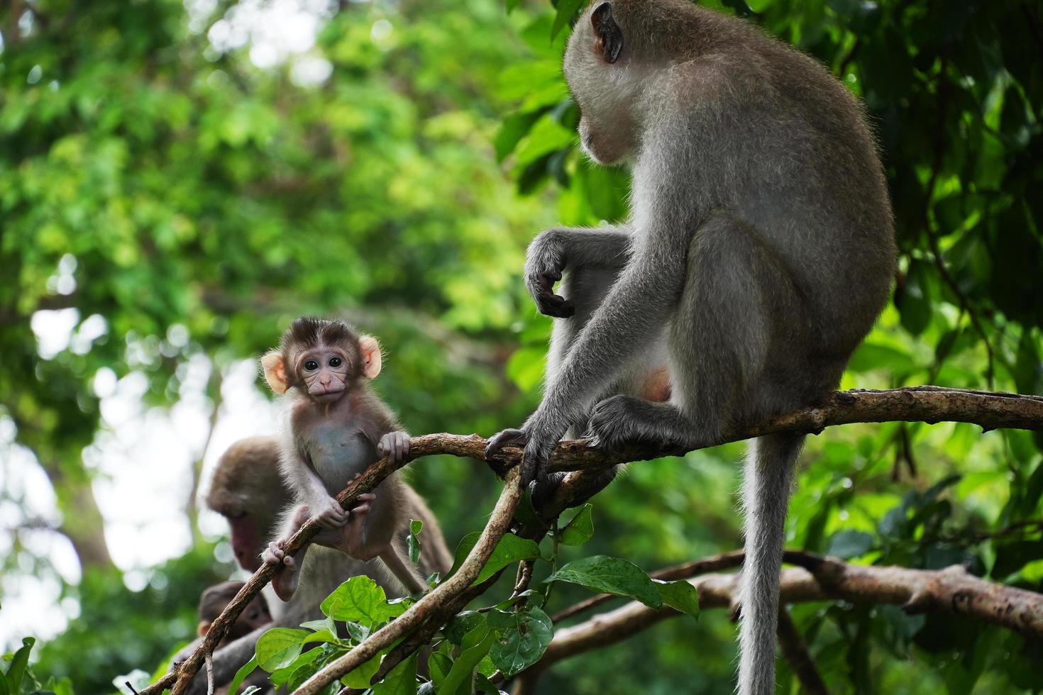 Cute Baby Monkey on tree in forest looking at camera. Animal conservation and protecting ecosystems concept. selective focus photo