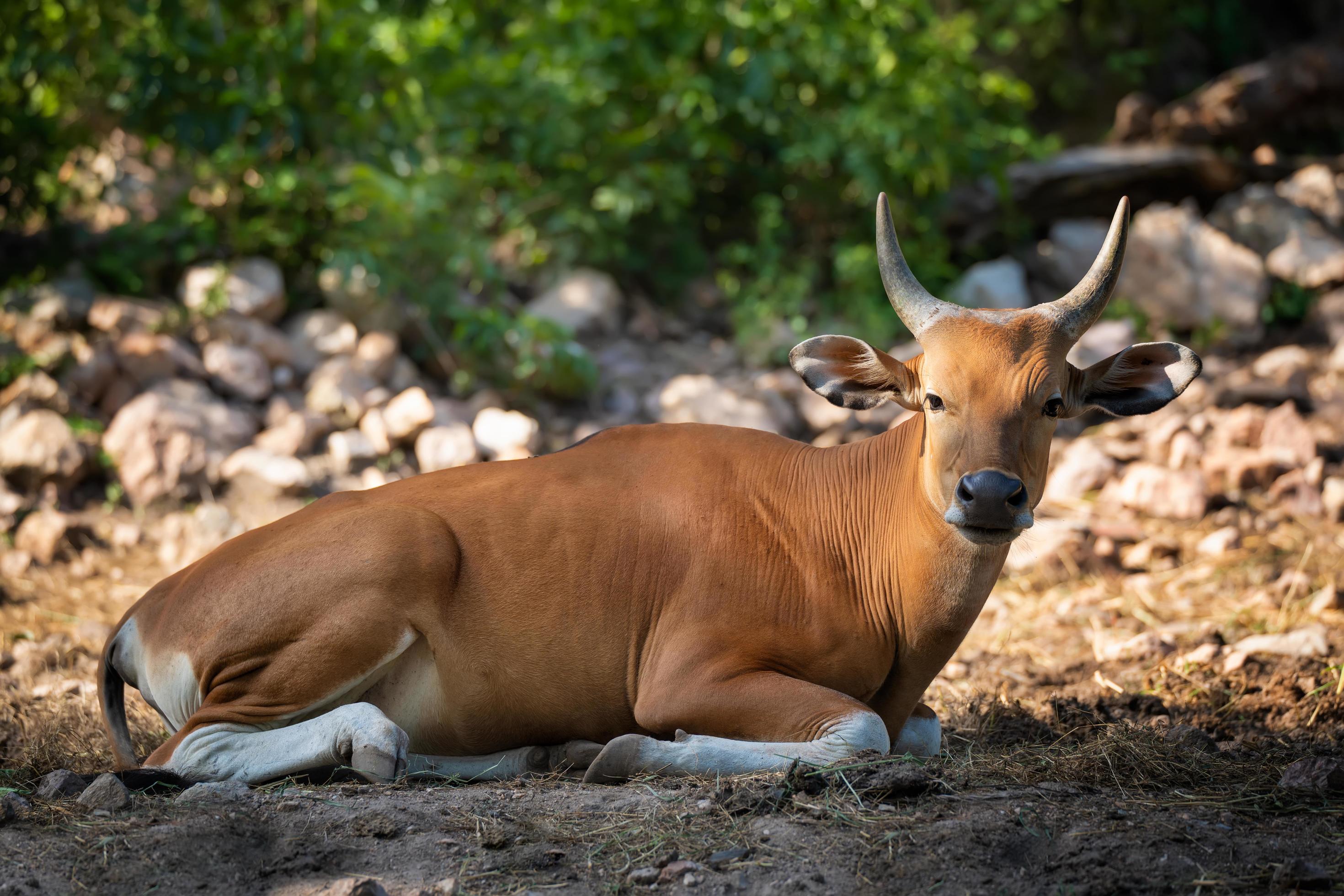 Banteng. Bos javanicus or Red Bull wild life animal in southeast Asia  sitting on the grass and looking at  conservation and  protecting ecosystems concept. 7135681 Stock Photo at Vecteezy