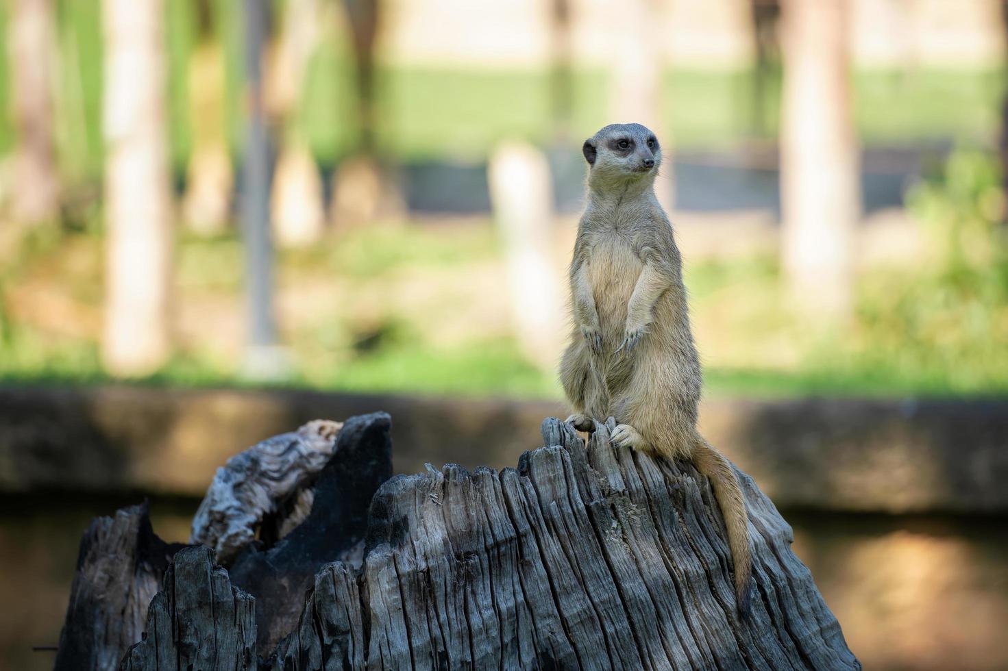 meerkat de cola delgada o suricata suricatta de pie sobre una madera, meerkat es un pequeño carnívoro que pertenece, la conservación de animales y el concepto de protección de los ecosistemas. foto