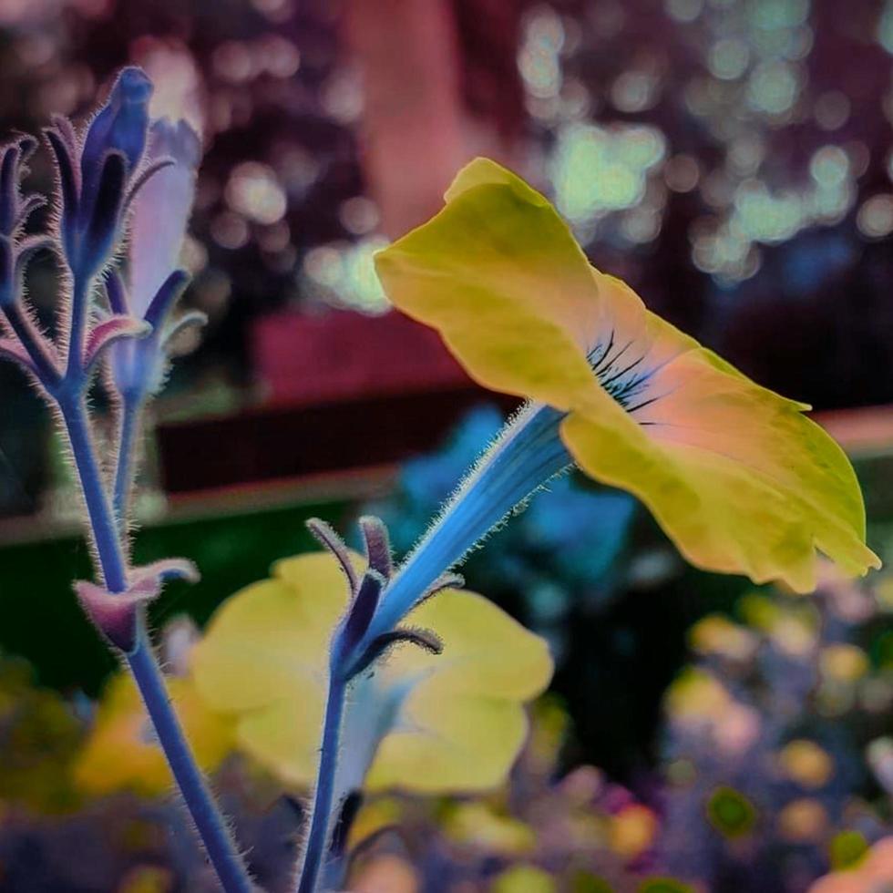 Spring blooming flower photo