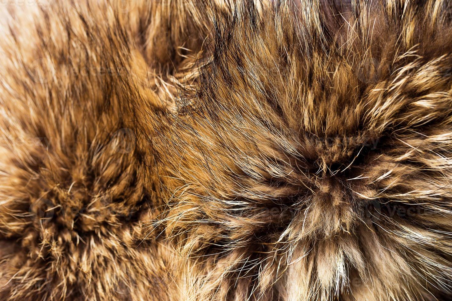 Closeup of fox fur photo