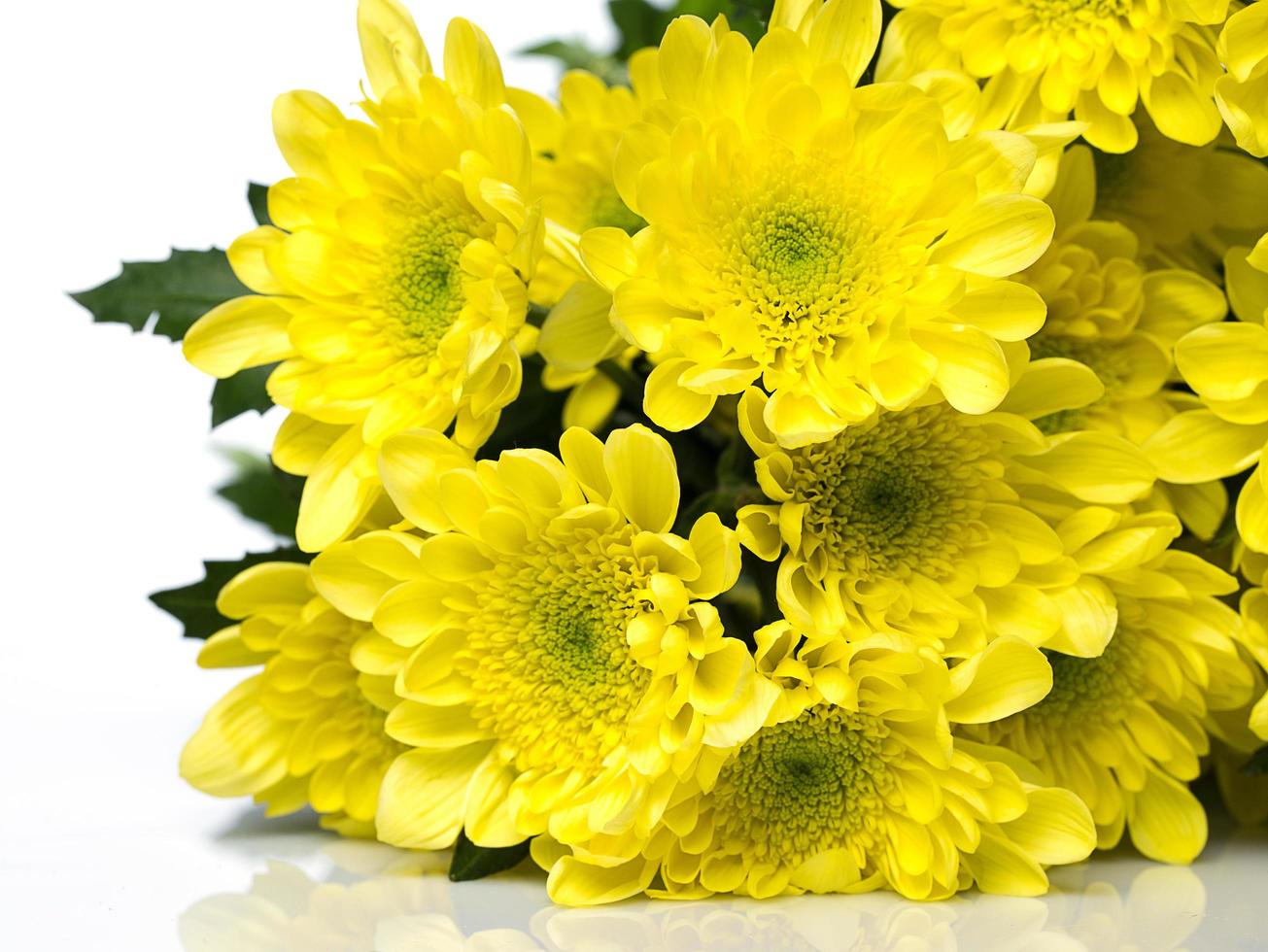 Beautiful chrysanthemum flowers photo