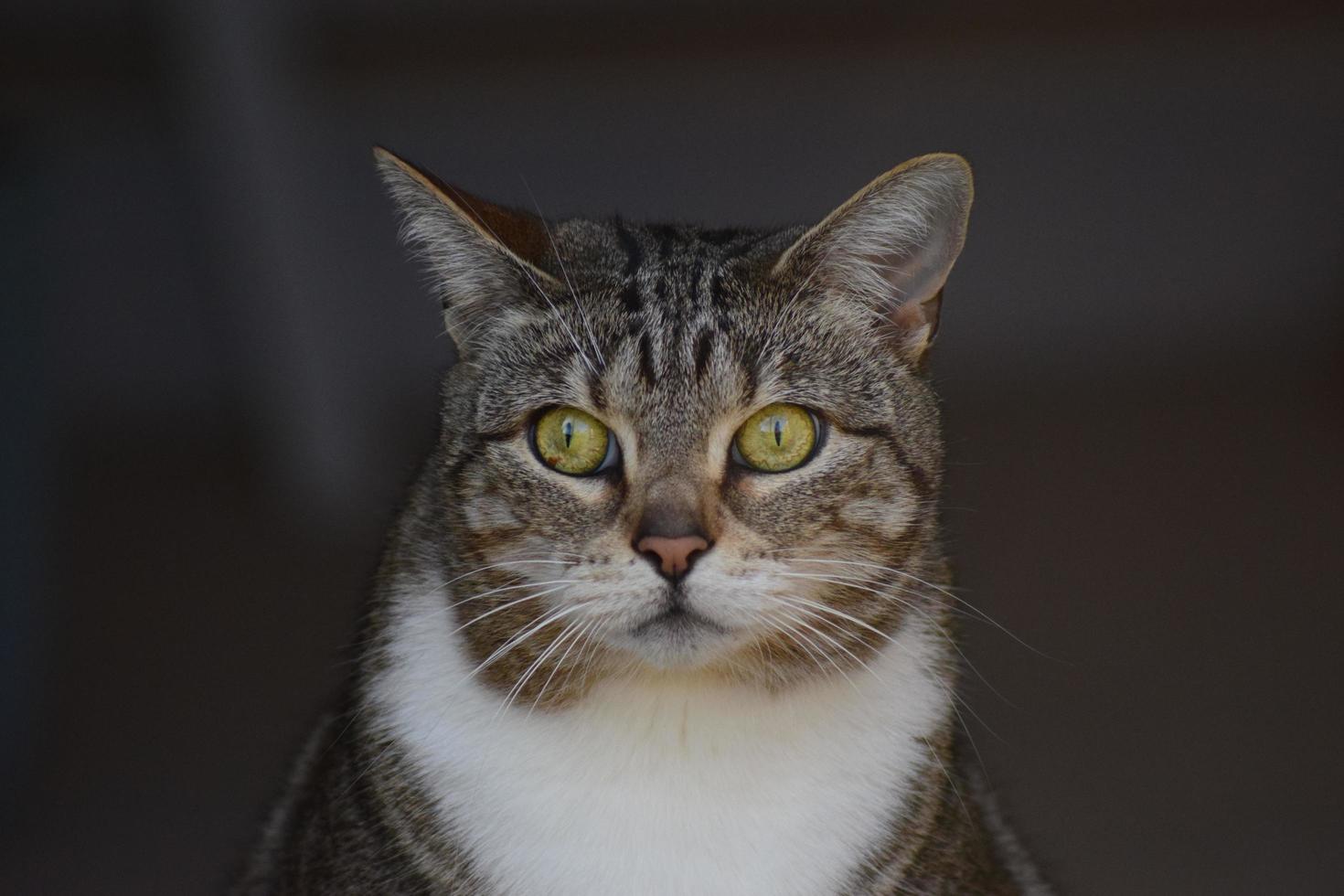 Tabby Cat face photo
