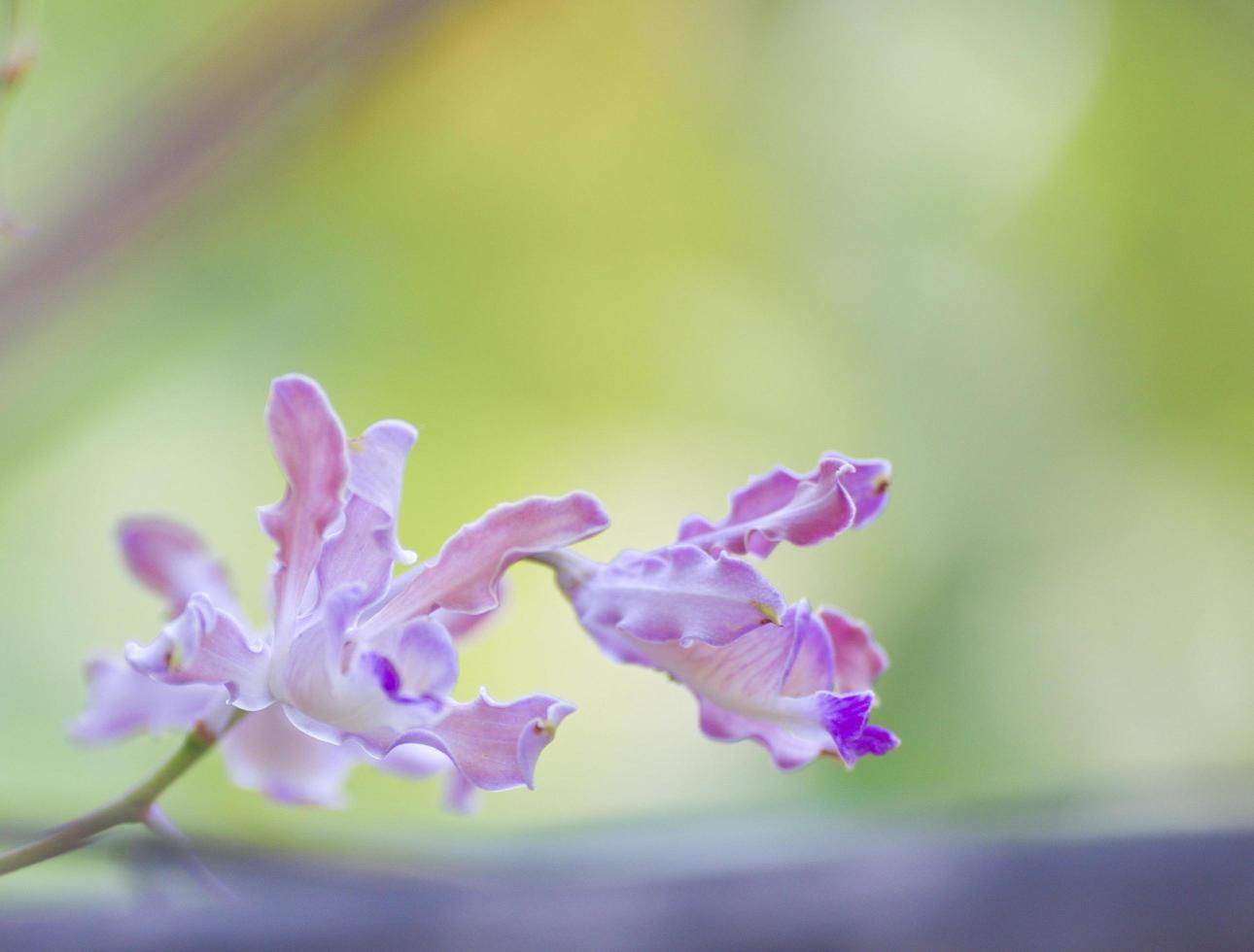 Close-up shot of purple flower in nature. Garden and Backyard. photo