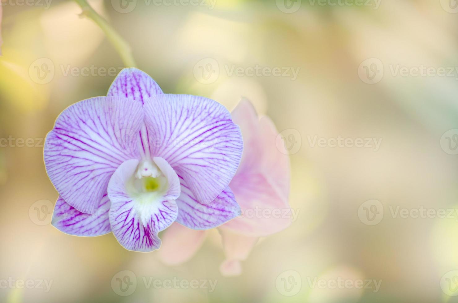 orquídea púrpura y blanca sobre fondo de naturaleza borrosa. foto