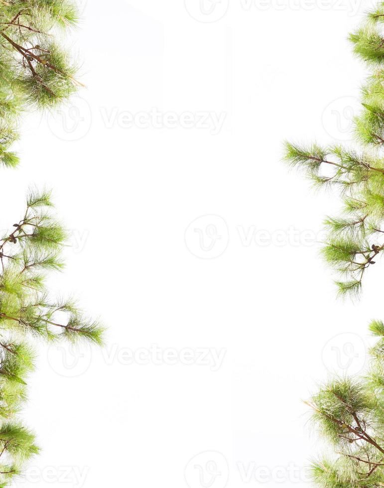 pine leaves close up photo