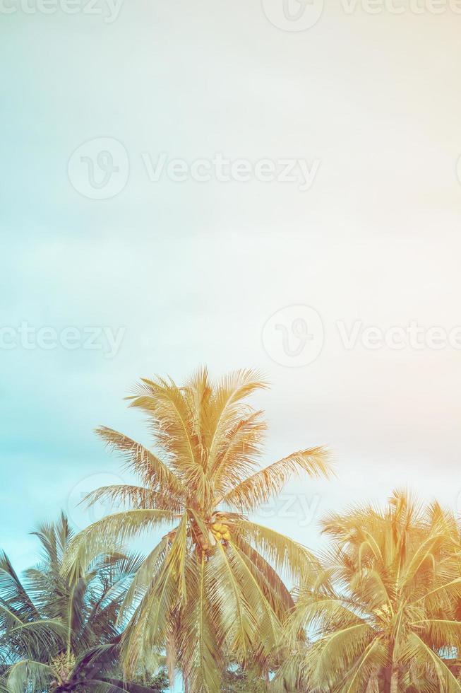 Coconut palm trees photo