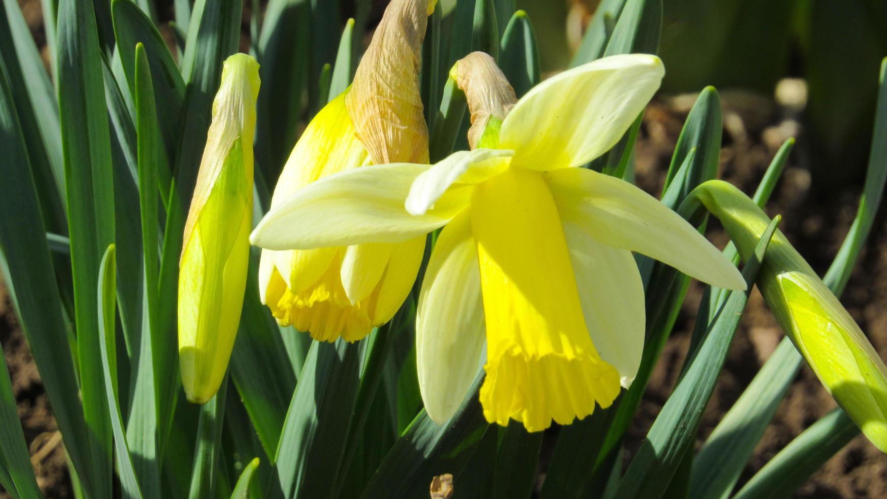 white and yellow daffodils. narcissus background. daffodils in the garden. close up photo of daffodils. background with flowers.