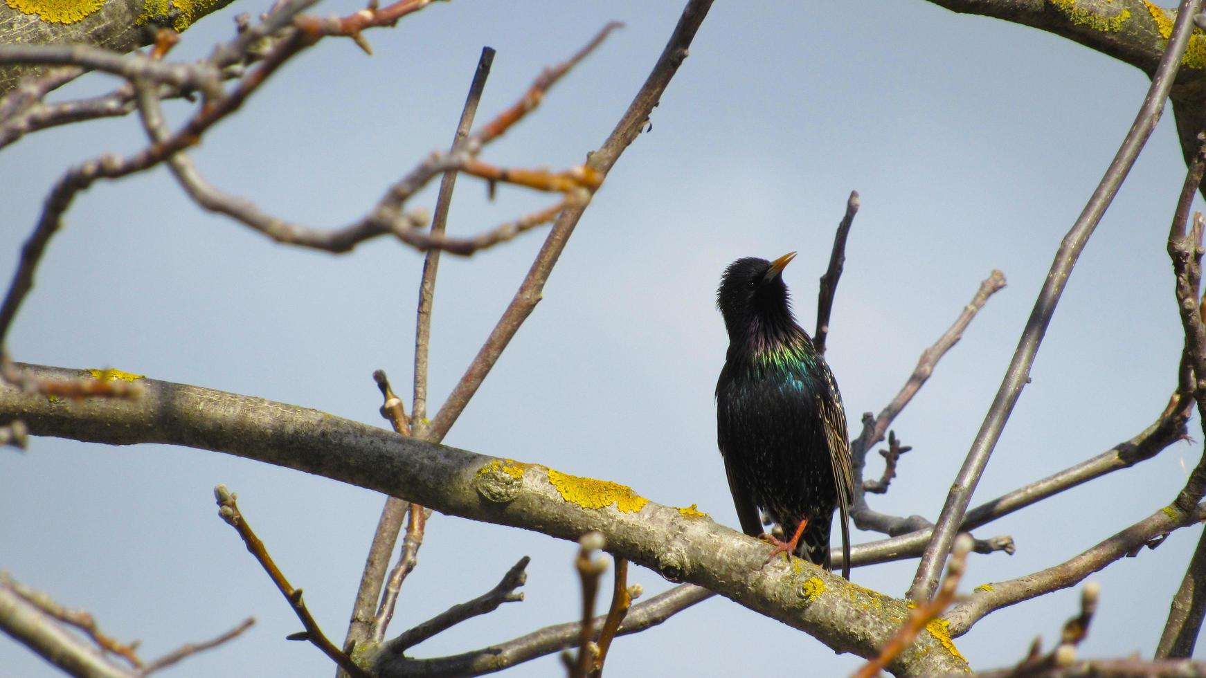 starling on a branch. close up photo of a black starling. portrait of a bird. starlings arrived in the spring