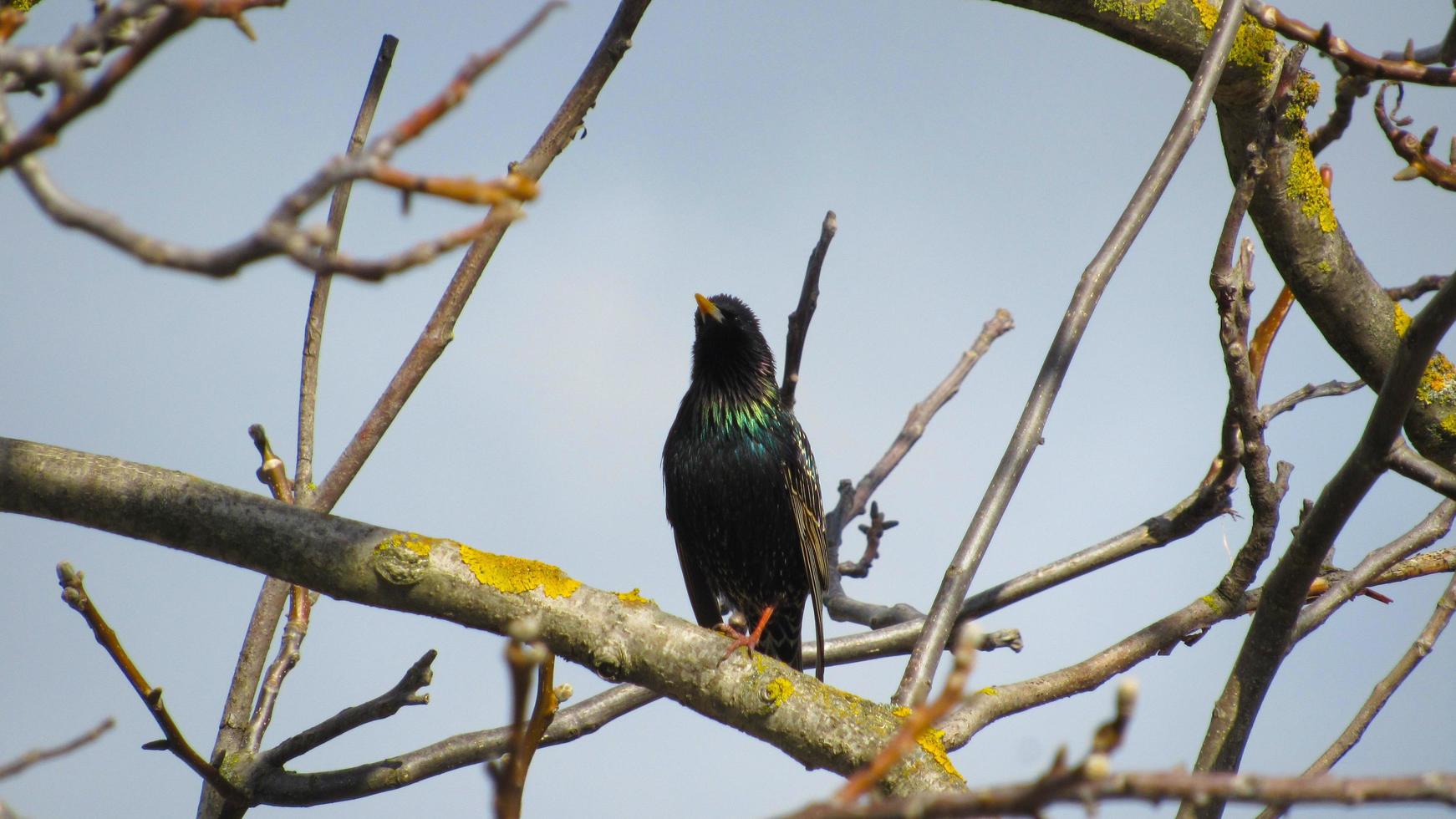 starling on a branch. close up photo of a black starling. portrait of a bird. starlings arrived in the spring