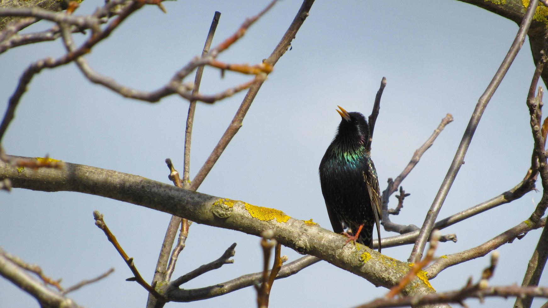 starling on a branch. close up photo of a black starling. portrait of a bird. starlings arrived in the spring