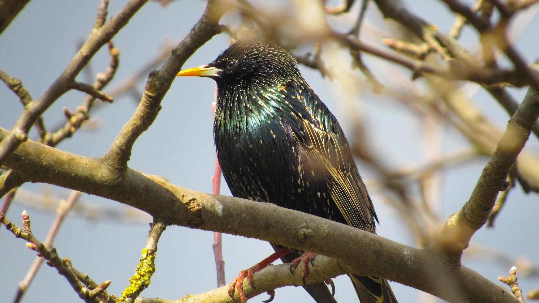 starling on a branch. close up photo of a black starling. portrait of a bird. starlings arrived in the spring