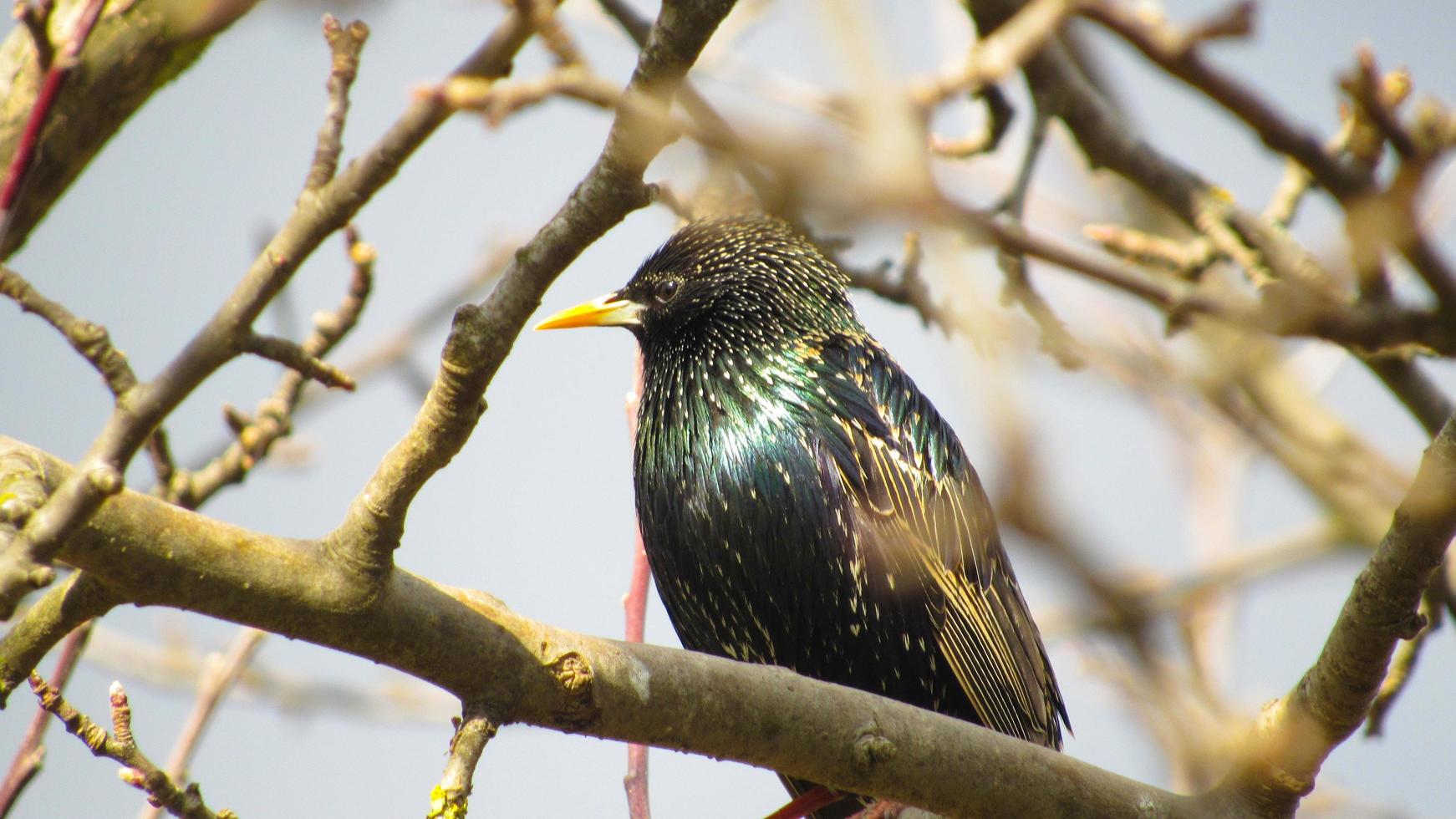 starling on a branch. close up photo of a black starling. portrait of a bird. starlings arrived in the spring