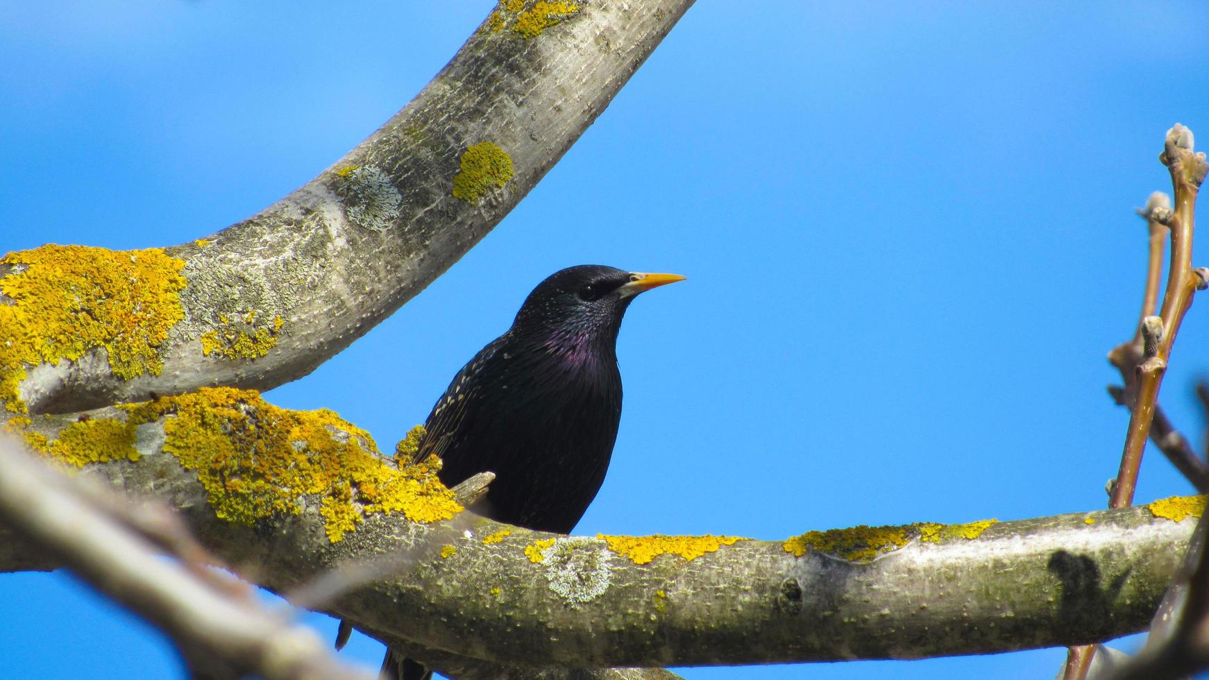 starling on a branch. close up photo of a black starling. portrait of a bird. starlings arrived in the spring