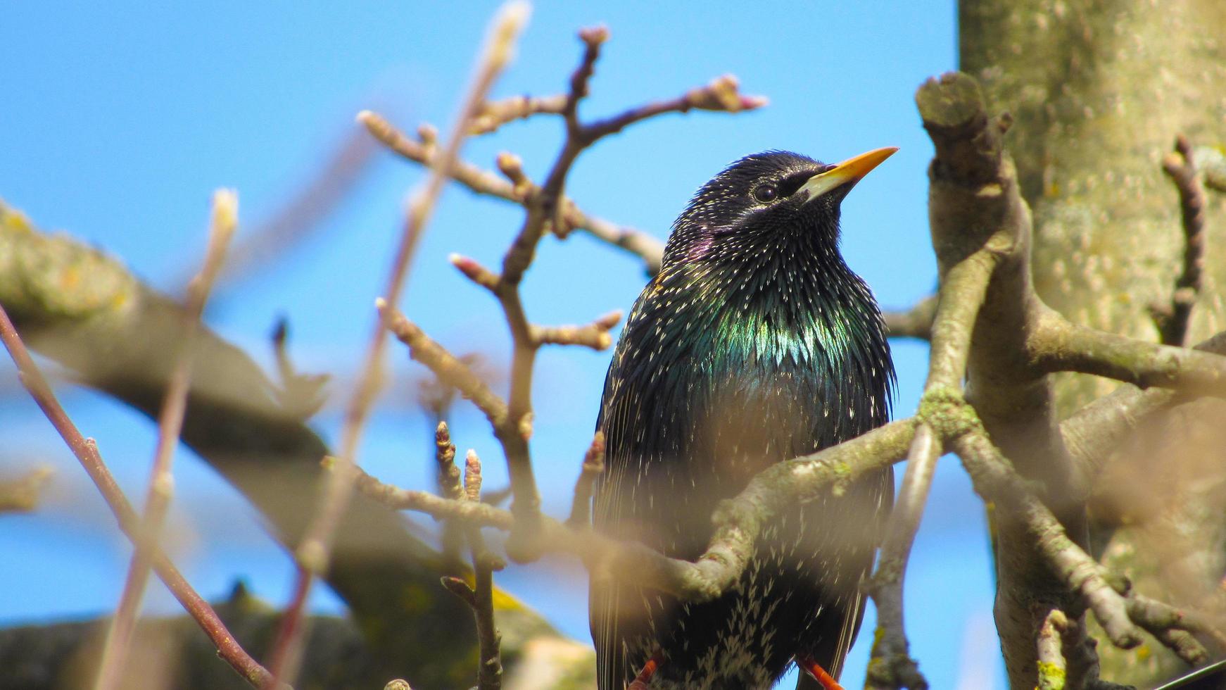 starling on a branch. close up photo of a black starling. portrait of a bird. starlings arrived in the spring