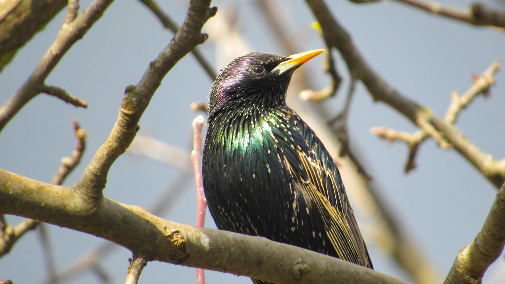starling on a branch. close up photo of a black starling. portrait of a bird. starlings arrived in the spring
