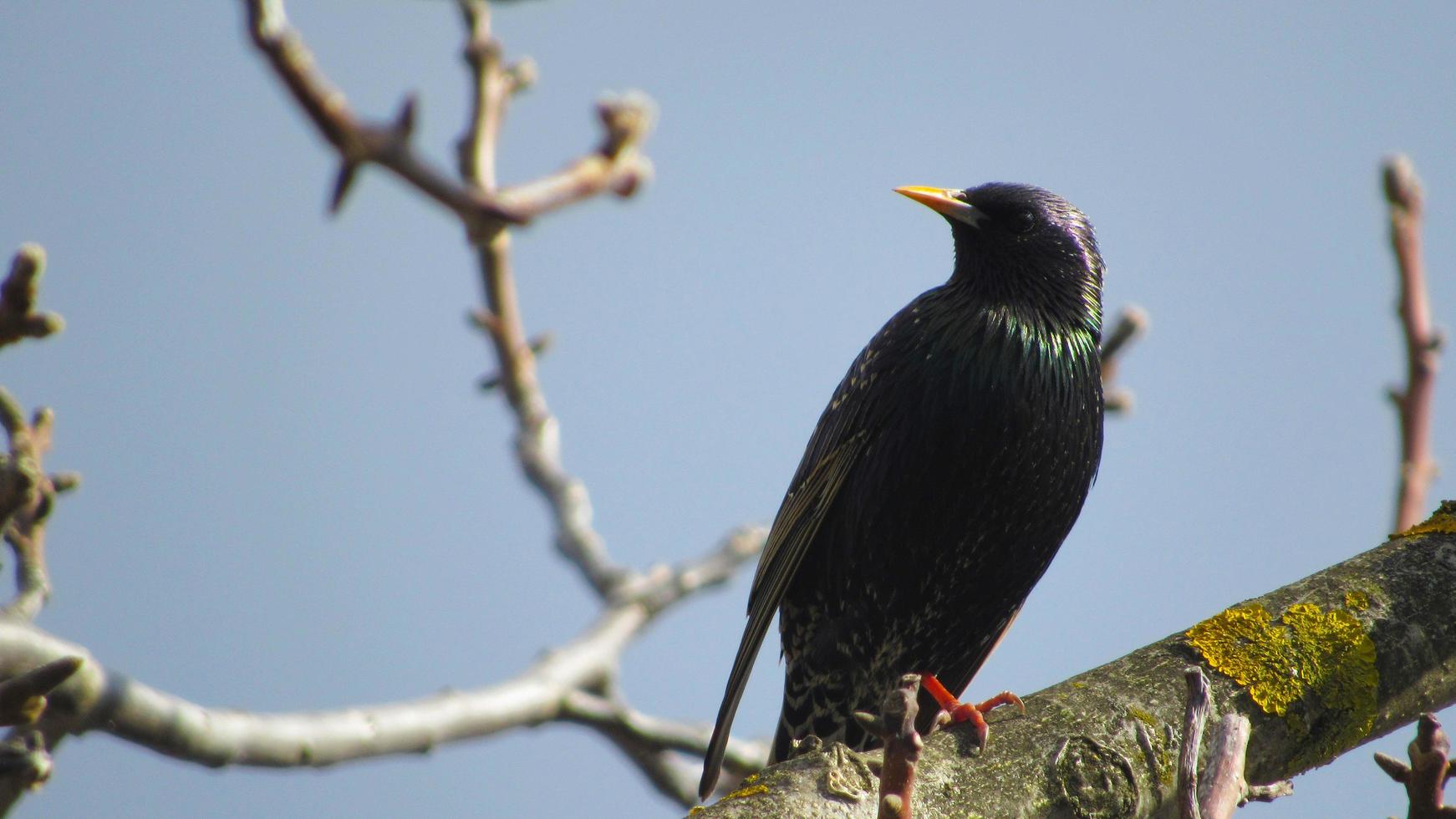 starling on a branch. close up photo of a black starling. portrait of a bird. starlings arrived in the spring