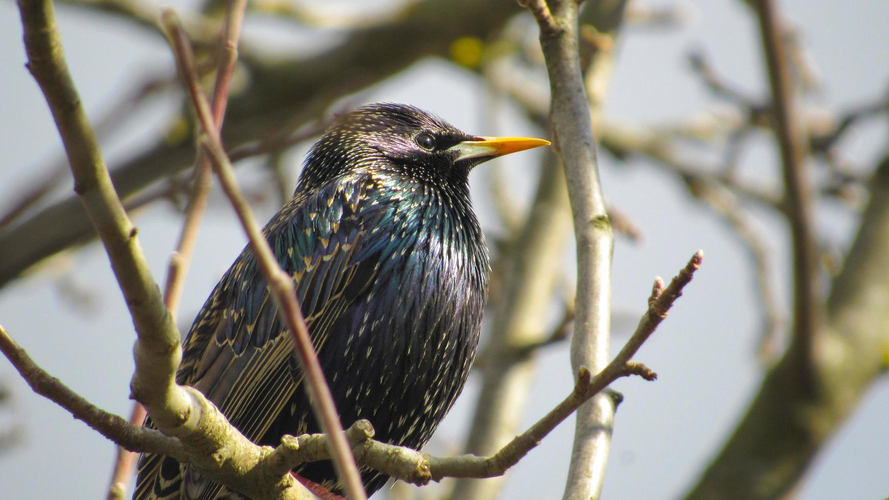 starling on a branch. close up photo of a black starling. portrait of a bird. starlings arrived in the spring