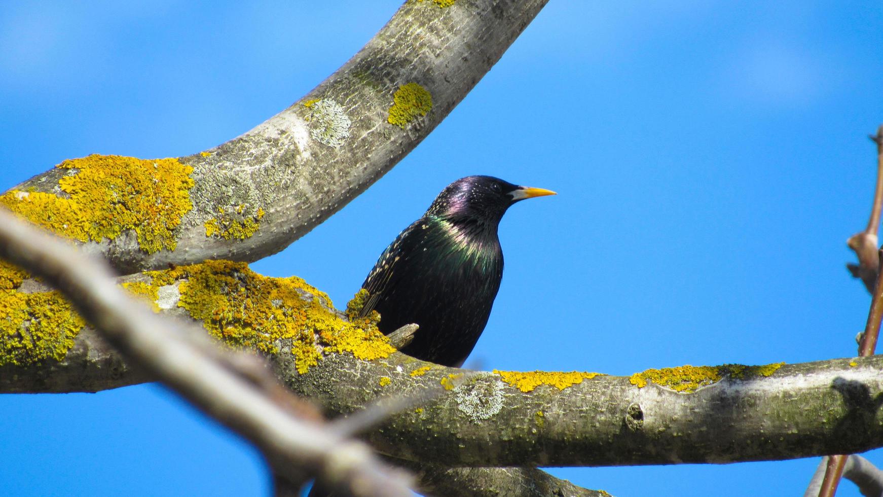 starling on a branch. close up photo of a black starling. portrait of a bird. starlings arrived in the spring