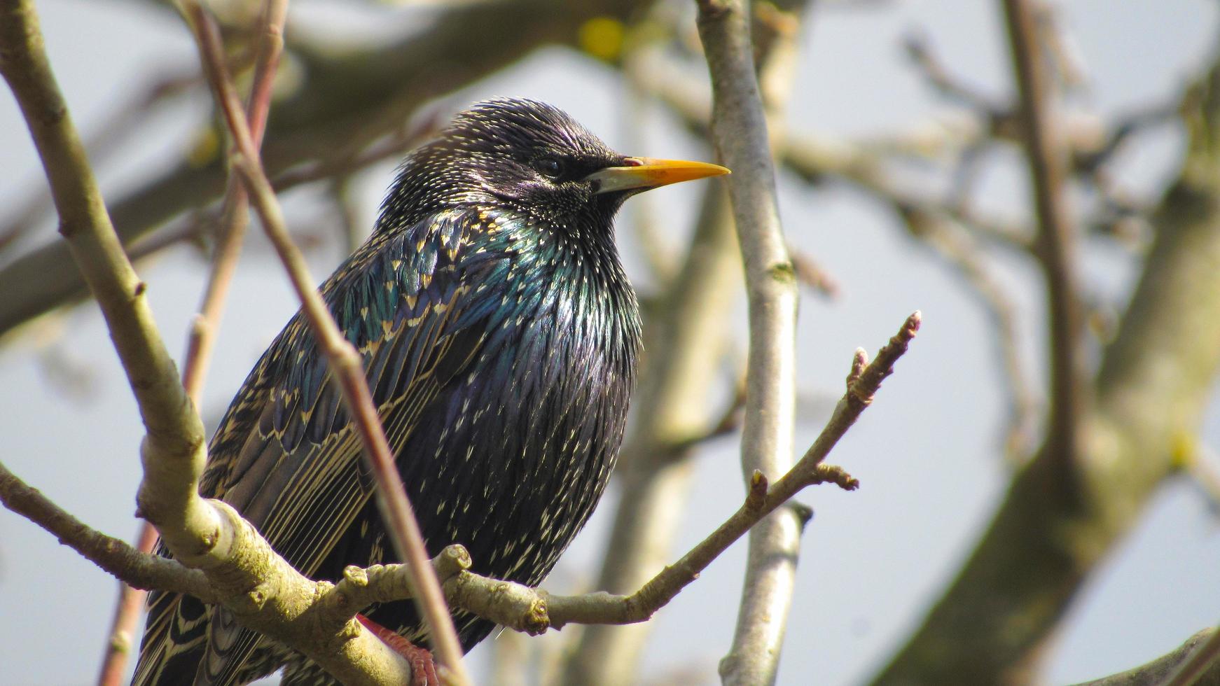 starling on a branch. close up photo of a black starling. portrait of a bird. starlings arrived in the spring