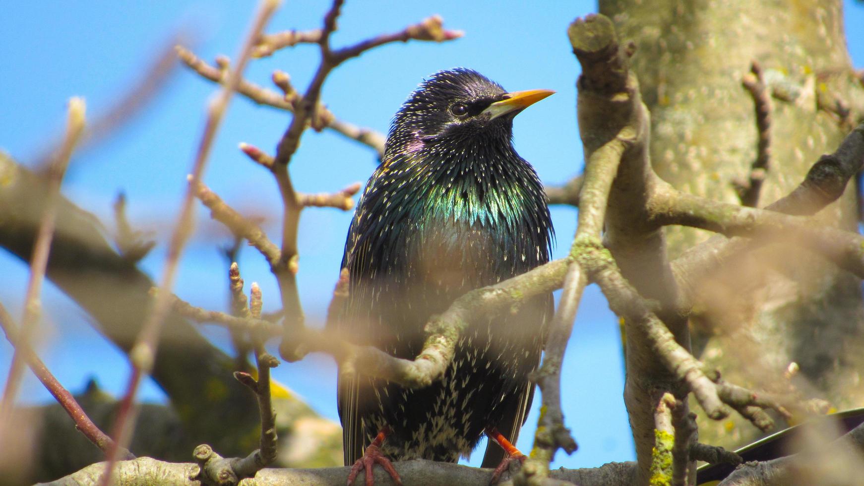 starling on a branch. close up photo of a black starling. portrait of a bird. starlings arrived in the spring