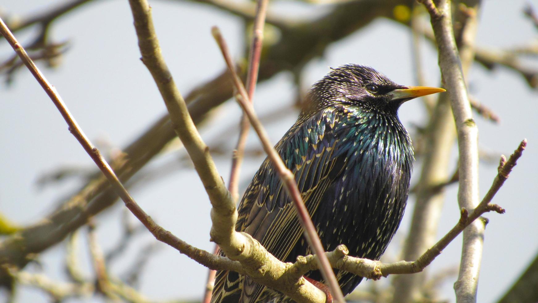 starling on a branch. close up photo of a black starling. portrait of a bird. starlings arrived in the spring