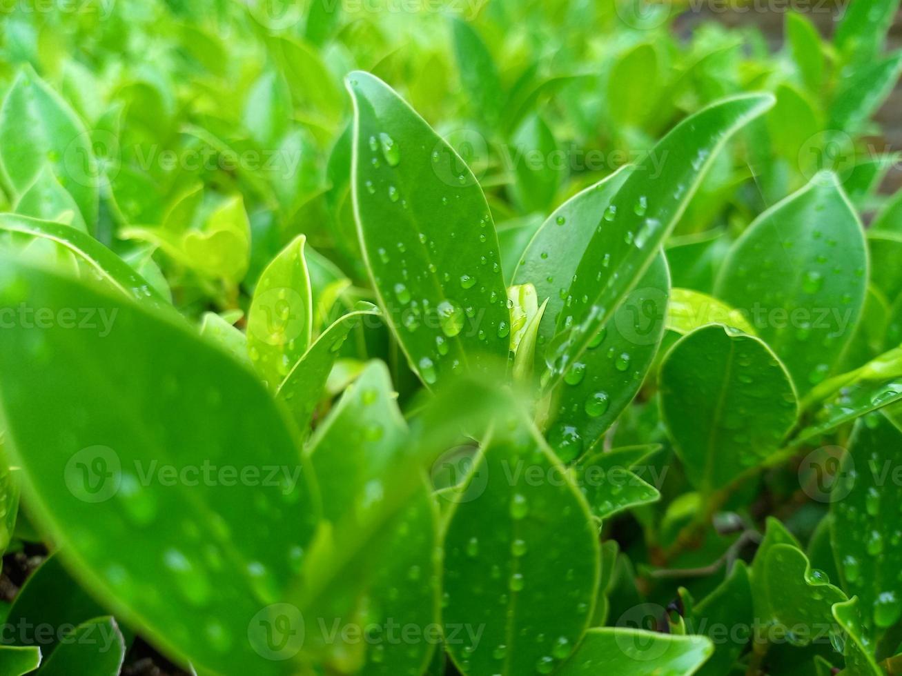 Creative layout of raindrops on green ornamental plants. decorative plants. raindrops photo
