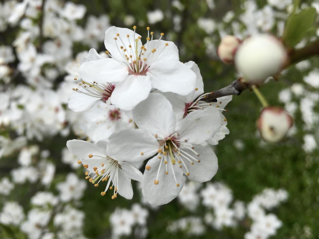 primavera - árbol floreciente, con más flores en el fondo foto