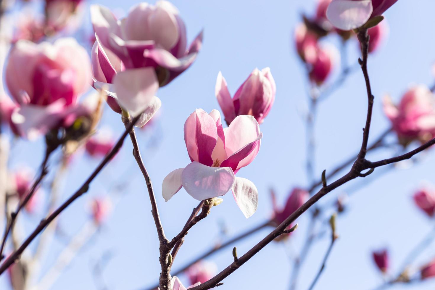 Pink magnolia blossom in the spring photo