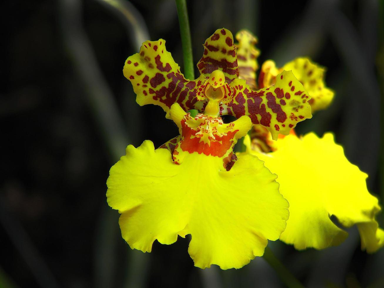 Closed up ellow botanical orchid flowers in the garden photo