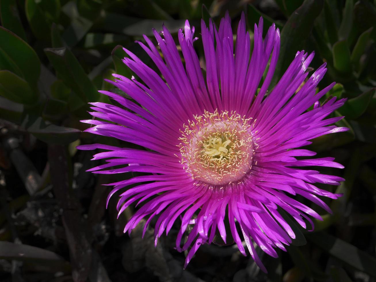 Single Colorful vivid magenta flower in dark tone background for wallpaper photo