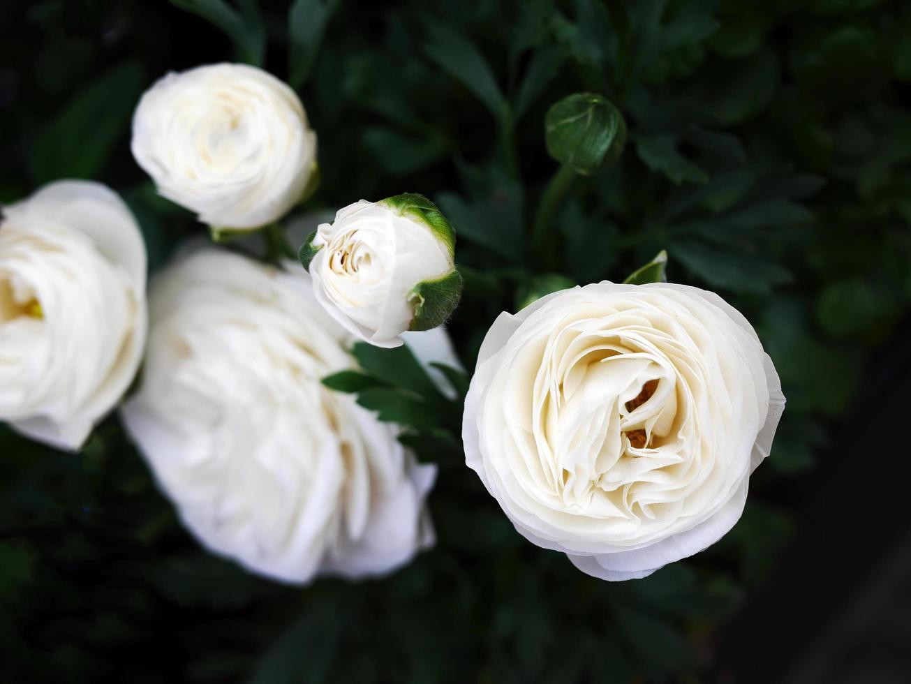 flores de color blanco brillante en fondo de tono oscuro para papel tapiz foto